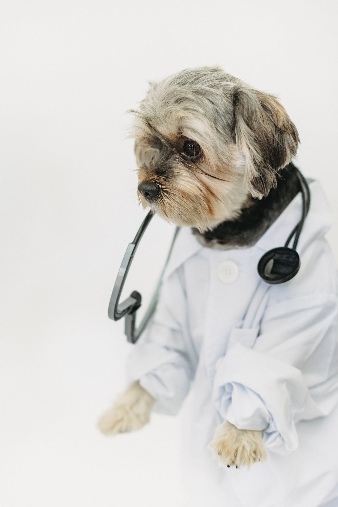 pet diagnosis and treatment